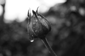 dripping_rose_bud_by_theenglishsummer-d4zfl6z